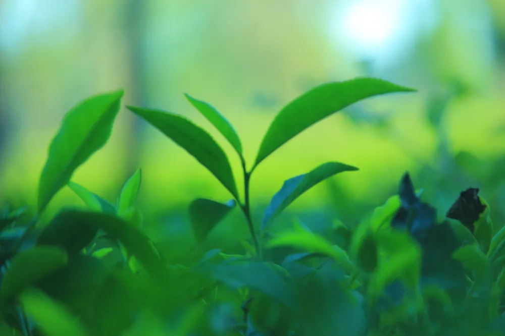 Fresh tea leaves closeup